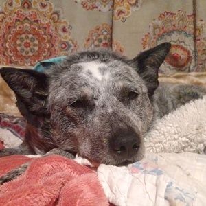 Meet your Posher, Mattie